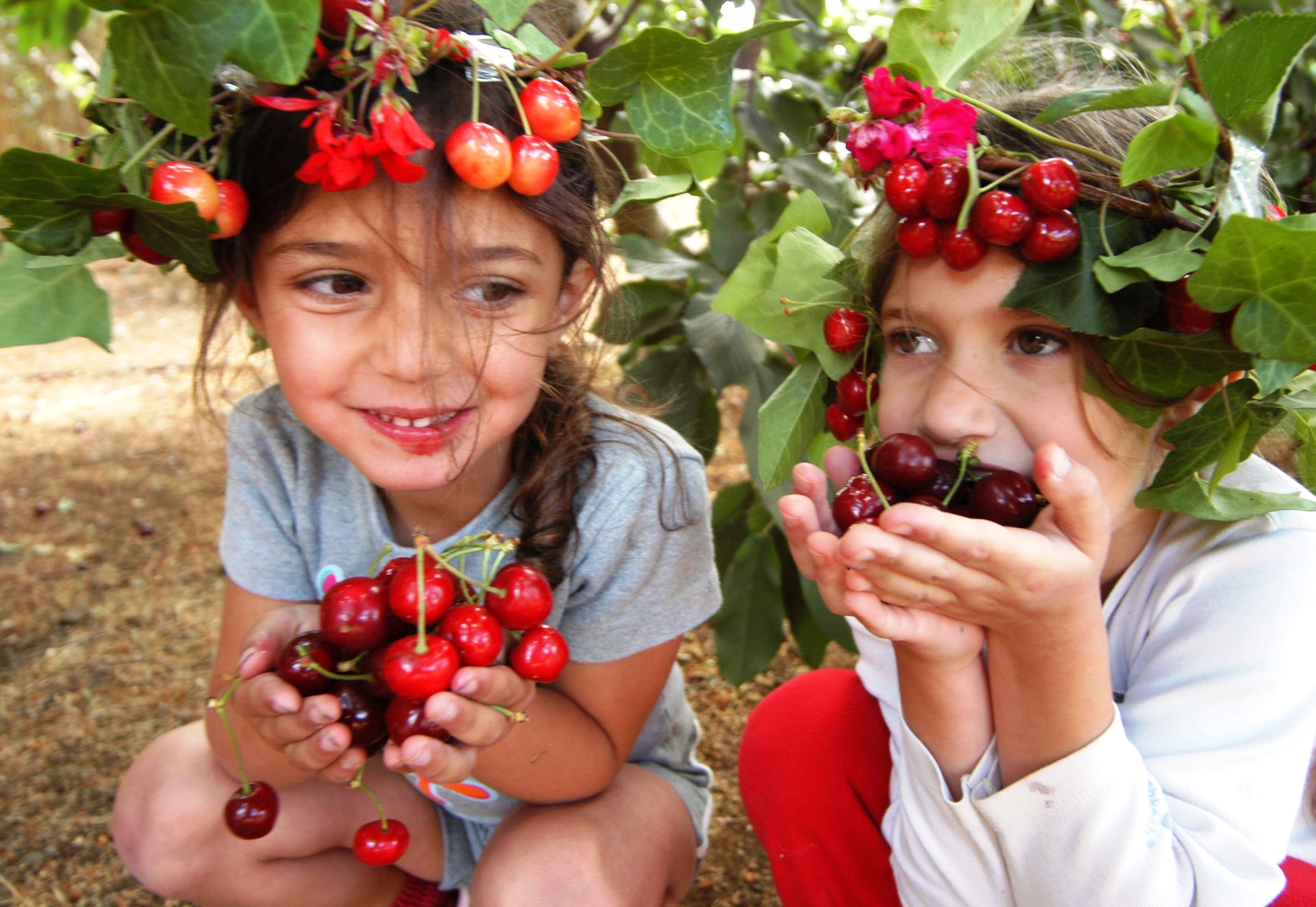 קטיף עצמי של דובדבנים- בוסתן בראשית עין זיוון