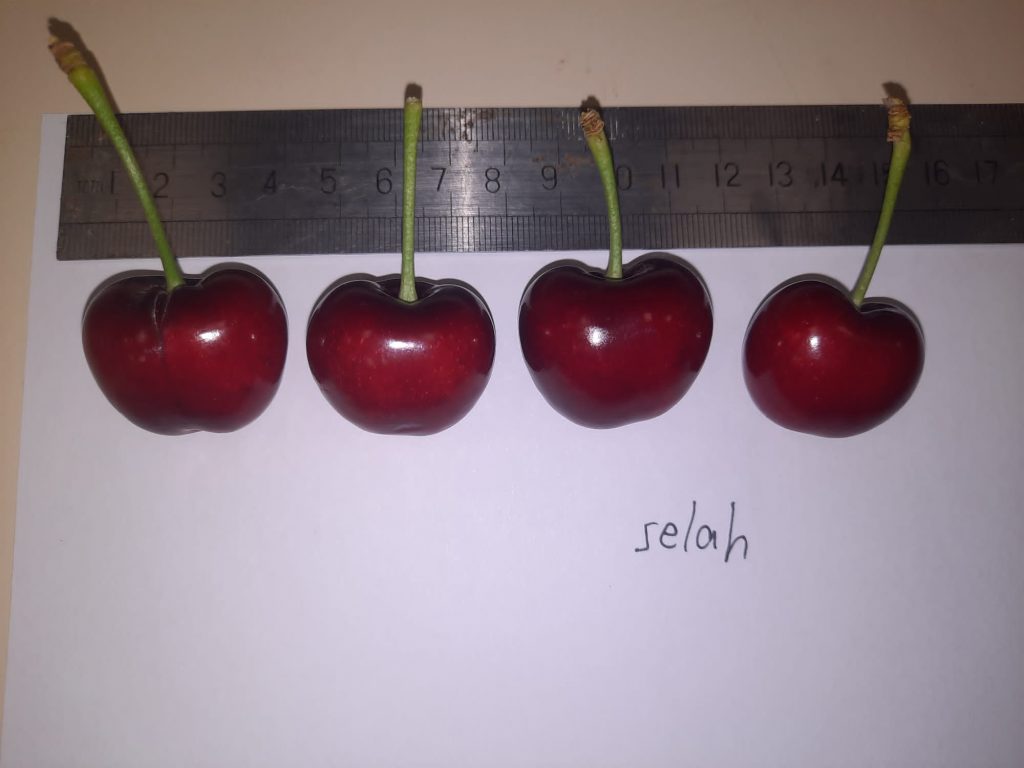 זן סלה