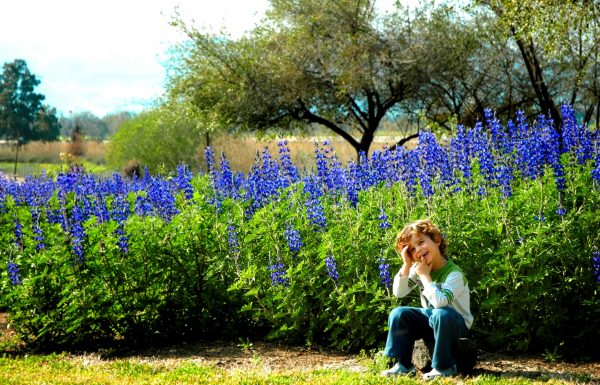 טיול סגול אל מרבדי התורמוסים הסגולים בגליל העליון