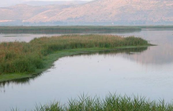 אגמון החולה | צפרות בגליל העליון